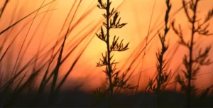 close-up of a branch against a golden sunrise